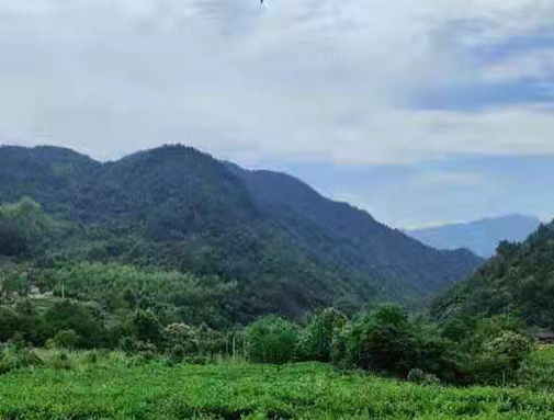 湖北J9国际站集团英山有机茶厂